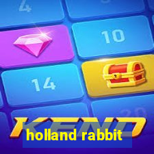 holland rabbit