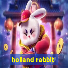 holland rabbit