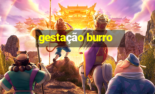 gestação burro