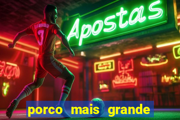 porco mais grande do mundo