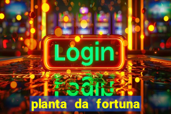 planta da fortuna e felicidade