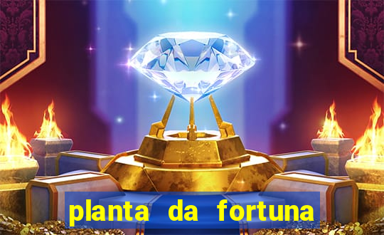 planta da fortuna e felicidade