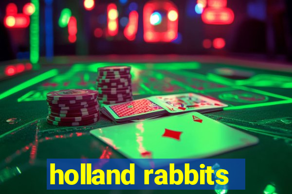 holland rabbits