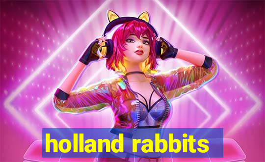 holland rabbits