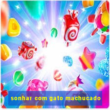 sonhar com gato machucado