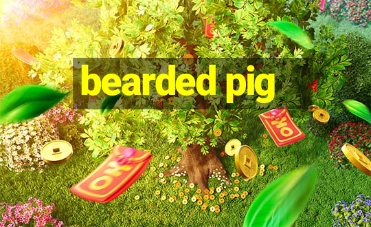 bearded pig