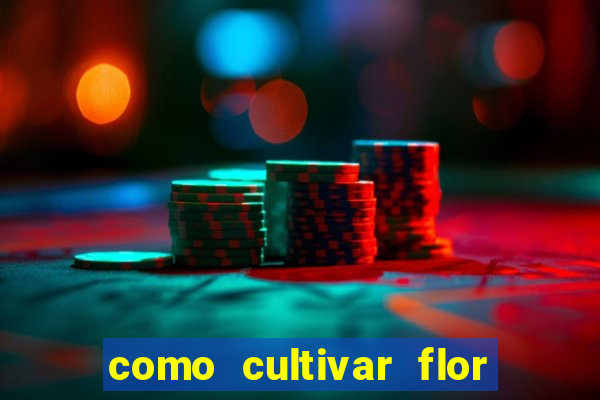 como cultivar flor da fortuna em vasos