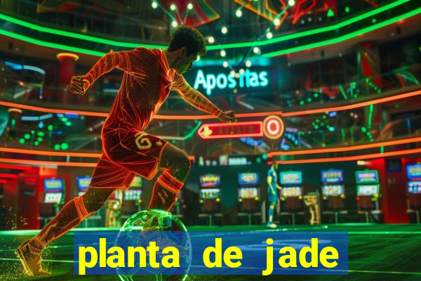 planta de jade significado espiritual