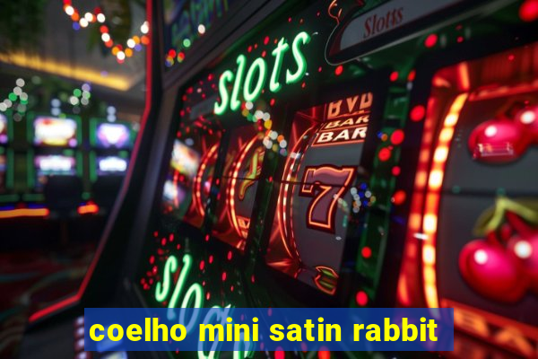 coelho mini satin rabbit