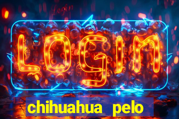 chihuahua pelo longo pre?o