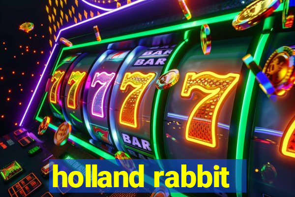 holland rabbit