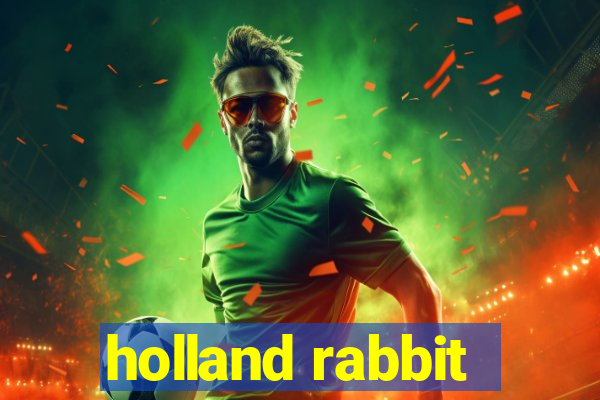 holland rabbit