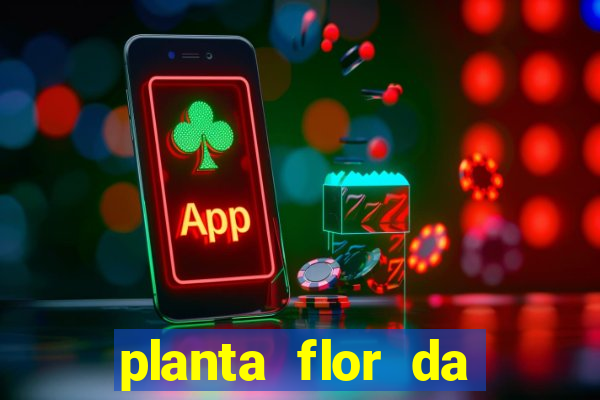 planta flor da fortuna como cuidar