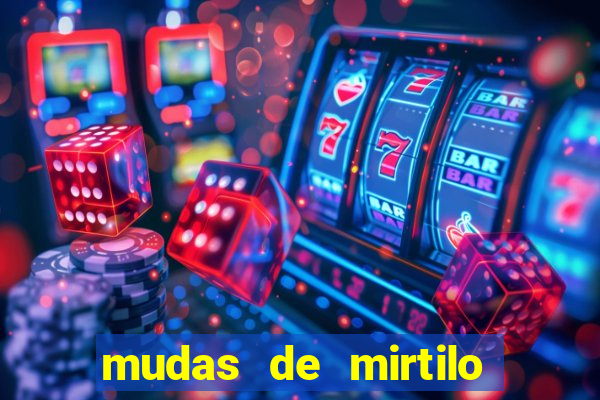 mudas de mirtilo em porto alegre