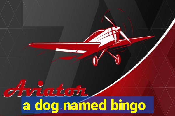 a dog named bingo